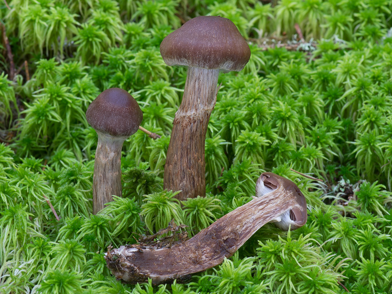 Cortinarius brunneus